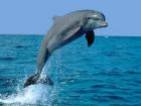 dauphins