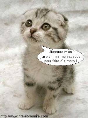chat tro mimi