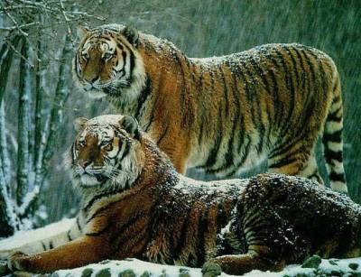 tigres